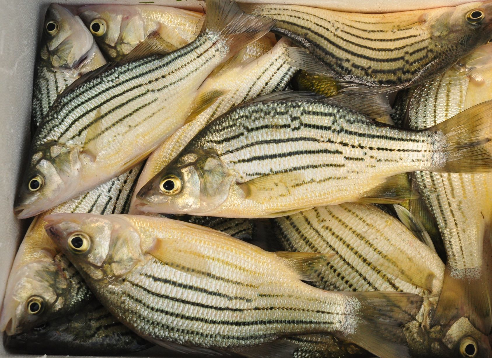 Clear Lake yellow bass